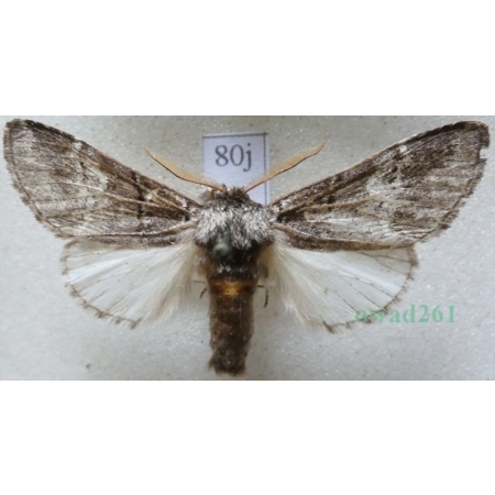 Drymonia querna (Denis & Schiffermüller, 1775) male Dąbrówka dębowa Czech80j
